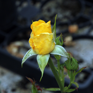 Poзa Голдбит - желтая - Роза флорибунда 